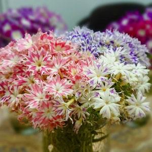 Phlox Galaxy Seeds - Phlox drummondii - Annual Flower Seeds