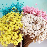 30 Pcs Dried Flower Mini Daisies Floral Bouquet Wedding Party DIY Home Decor