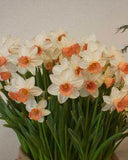 Narcisses Iwona Flower Delivery