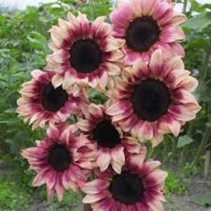 PINKISH PROCUT SUNFLOWER/ Helianthus Procut Plum/ Beautiful Pink Sunflower Seeds 10/ Pack/ Organic Flower Seeds