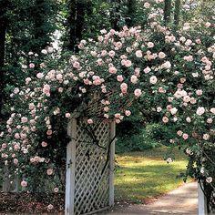 New Dawn Climbing Rose Flower Delivery