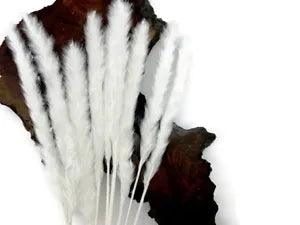 10 Pieces 18-20" Bleached White Preserved Reed Pampas Grass Dried Botanical