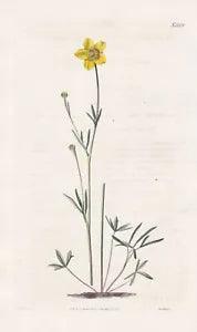 Ranunculus Pedatus Crowfoot Crowfoot Flower Engraving Copper Stitch Curtis 2229