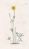 Ranunculus Pedatus Crowfoot Crowfoot Flower Engraving Copper Stitch Curtis 2229