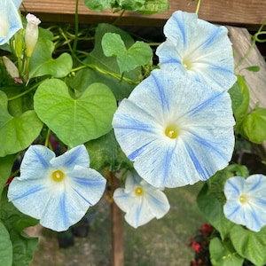 Blue Star - Morning Glory - Flower Seeds - Open-Pollinated for Seed Saving - Non-Hybrid & Non-GMO - Heirloom Canada Flower Seeds