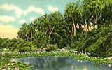 Postcard water lilies in bloom in the sunny south