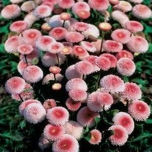 10/50P Bellis Tasso Strawberries and Cream English Daisy Flower Seeds Bellis perennis Cute Double Button Flowers
