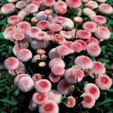10/50P Bellis Tasso Strawberries and Cream English Daisy Flower Seeds Bellis perennis Cute Double Button Flowers
