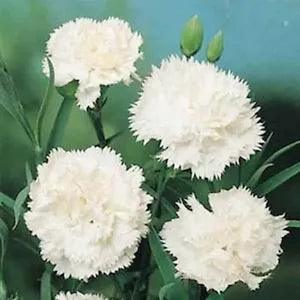 Carnation- Grenadin- White- 50 Seeds- New