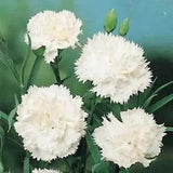 Carnation- Grenadin- White- 50 Seeds- New