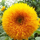 Teddy Bear Dwarf Sunflower 25 Seeds Open-Pollinated Non-GMO Heirloom Canada