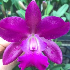 Rlc Phinyophan Boy 'NN' blooming size cattleya hybrid. Purple fragrant blooms. Bifoliate growth habit