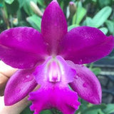 Rlc Phinyophan Boy 'NN' blooming size cattleya hybrid. Purple fragrant blooms. Bifoliate growth habit