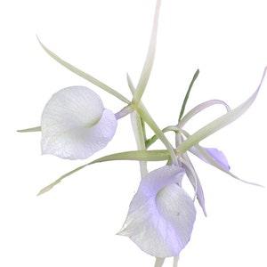 Brassavola nodosa x sib ('Lucky' x 'Sweetheart') aka Lady of the Night Orchid
