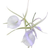 Brassavola nodosa x sib ('Lucky' x 'Sweetheart') aka Lady of the Night Orchid