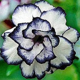 Black heart white rose flower seeds-20 seeds - code 369