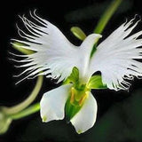 USA SELLER 50 SEEDS White Dove Egret Flower Plant (4982)