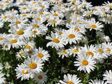 17 Full Sun Plants - Sun Loving Flowers and Perennials Flower Delivery