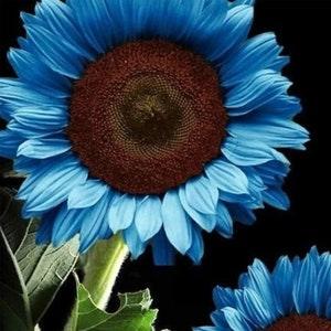 25 Blue Sunflower Seeds Rare Flower Seeds