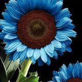 25 Blue Sunflower Seeds Rare Flower Seeds