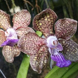 Orchid Vanda Pda Mimi Palmer Very Fragrant Tropical Hanging Plant