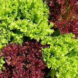 150+ Organic Salad Bowl Red and Green Lettuce Seeds - VHS 005b