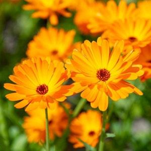Organic Calendula Seeds l 2023 season Naturally Grown Using Organic Methods - Medicinal Plant - Calendula officinalis