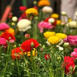 100 Colorful Ranunculus Seeds Ranunculus asiaticus Persian Buttercup Seed S080