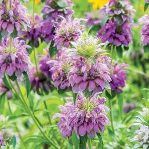 100 Mint Lemon Bergamot Flower Seeds / Monarda citriodora / Prairie Bergamot / Cut Flower / Wildflowers / Purple Flowers / Lemon Bee Balm