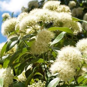 Backhousia citriodora 20 Seeds - Lemon myrtle seeds native flowering shrub - 20 Seeds