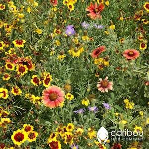 WILDFLOWER: PRAIRIE Mix - 100+ Seeds  - Attracts Pollinators  - Organic, Fresh, High Quality Seed