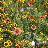 WILDFLOWER: PRAIRIE Mix - 100+ Seeds  - Attracts Pollinators  - Organic, Fresh, High Quality Seed