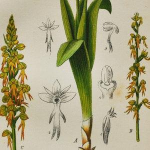 Man Orchid Print - Original Antique Botanical 1880s - Aceras anthropophora (plant flower seed orchidaceae orchidoideae yellow europe orchis)