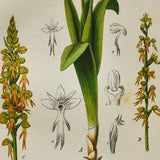 Man Orchid Print - Original Antique Botanical 1880s - Aceras anthropophora (plant flower seed orchidaceae orchidoideae yellow europe orchis)