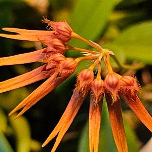 Bulbophyllum electrinum var calvum x sib. Blooming size miniature Bulbophyllum orchod species.