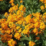 50+ Siberian Wallflower Seeds- Cheiranthus Allionii-B242-Beautiful and Vibrant Orange seeds