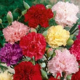 100 Pcs  Giant Chabaud Carnation Mix annual Flower Seeds- DIANTHUS CARYOPHYLLUS chabaud mix / (FL149)