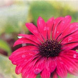 Bright Bloom