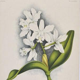 Loddiges' Cattleya - Cattleya loddigesii - Original Large Antique Orchid Print 1880s - orchidaceae,botanical,botany,flower,linden,orchidee