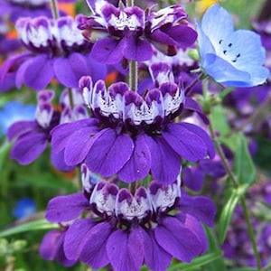 Heirloom Chinese Houses Flower Seed Garden Organic Wildflower Checkerspot Butterfly Host Collinsia Heterophylla Purple