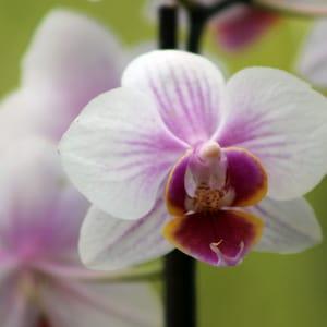 White and Pink Orchid Close Up