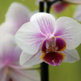 White and Pink Orchid Close Up