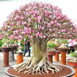 Rare Exotic Desert Rose (Adenium Obesum) Mixed Seeds Fresh From Canada