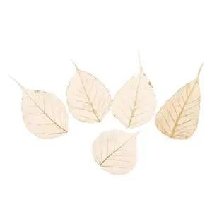 5x Leaf Pressed Card Decoration Home Jewelry Making   DIY