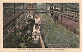 CARNATION HOUSE antique picture postcard CRESTON IOWA IA c1910 flower greenhouse
