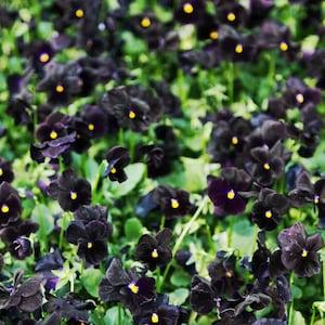 Pansy Seeds Back To Black Viola Seeds (50 Seeds)