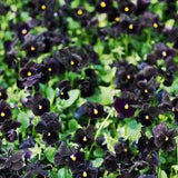 Pansy Seeds Back To Black Viola Seeds (50 Seeds)