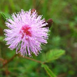 Mimosa Seeds, Sensitive Plant Seeds, Mimosa Pudica