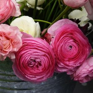 Pink Ranunculus in a Bucket 8x10 photo print