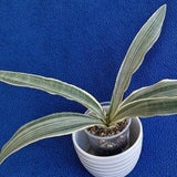 Sansevieria  variegated "sayuri" snake plant~mother in law plant